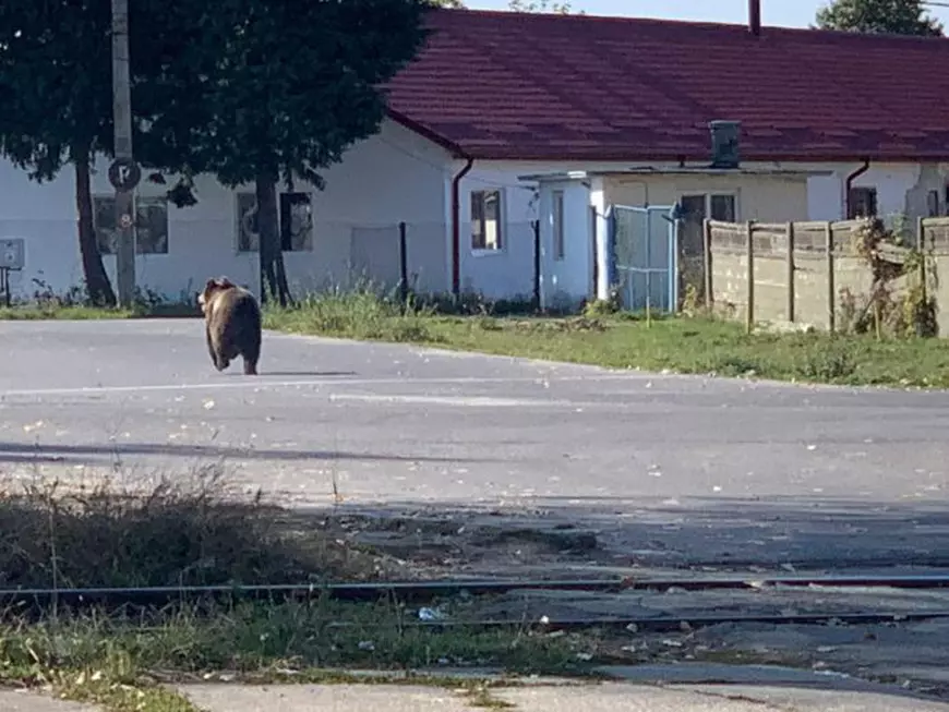 VIDEO| Doi copii și un bărbat, atacați de un urs lângă o piață, în județul Brașov. „A sărit direct pe mine”
