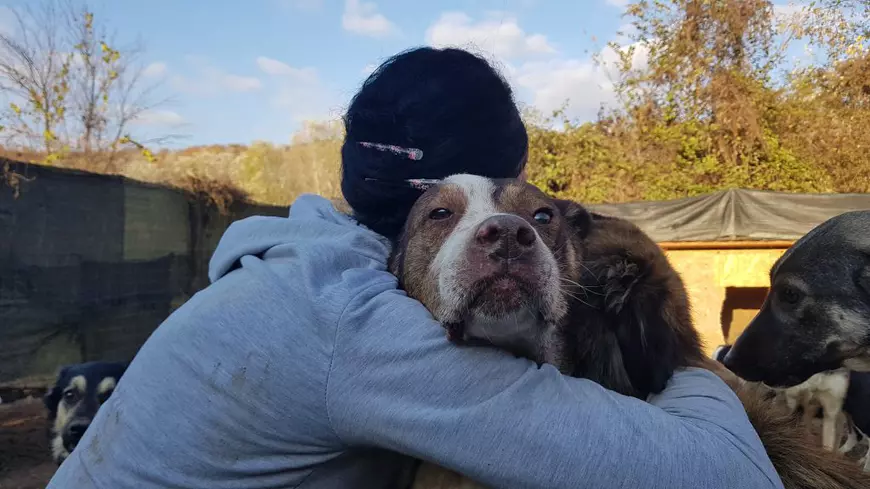 Vagabonzii din Haimanale. Gabriela, o asistentă medicală, are grijă de câinii nimănui din satul lui Caragiale