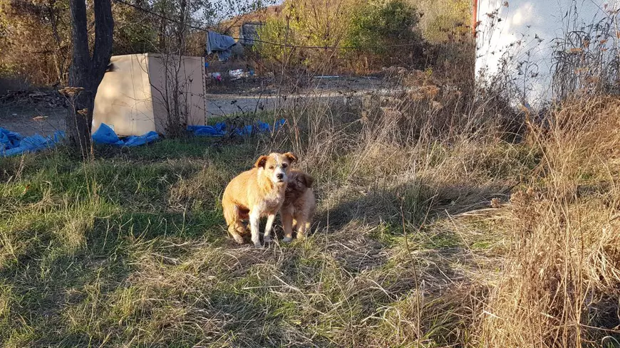 Vagabonzii din Haimanale. Gabriela, o asistentă medicală, are grijă de câinii nimănui din satul lui Caragiale