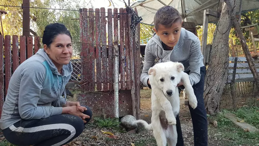 Vagabonzii din Haimanale. Gabriela, o asistentă medicală, are grijă de câinii nimănui din satul lui Caragiale