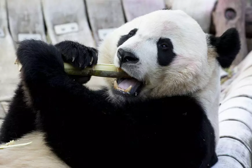Ursul panda Bei Bei a ajuns din SUA în China, după o călătorie de 16 ore. A fost băgat o lună în carantină