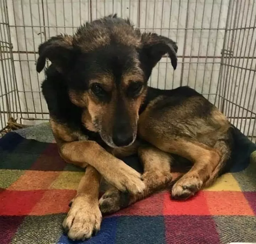 Vagabonzii din Haimanale. Gabriela, o asistentă medicală, are grijă de câinii nimănui din satul lui Caragiale