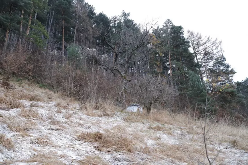 De trei luni, o fată stă în cort la marginea pădurii, în Șcheii Brașovului, într-o zonă unde coboară frecvent urși și mistreți