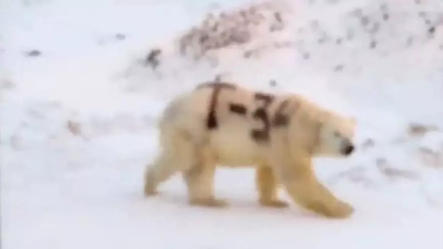 Imagini revoltătoare cu un urs polar cu blana vopsită cu negru. Mesajul ciudat inscripționat