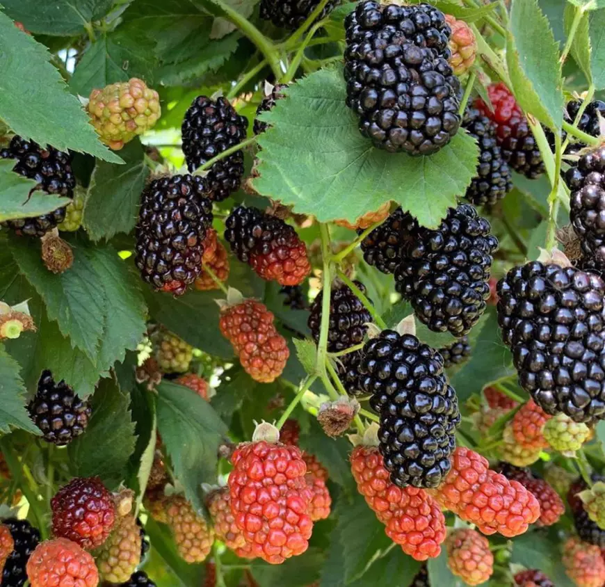 Un tânăr de 23 de ani vrea să dea lovitura în agroturism. Îi cazează pe turiști în butoaie de lemn: "M-am gândit să fac ceva unic în România"