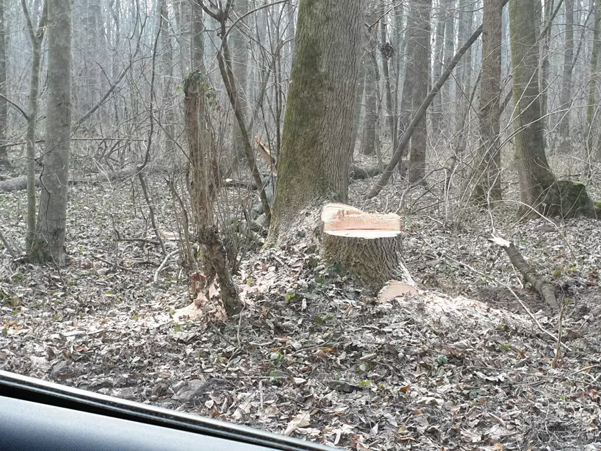 pădurea Băneasa - se taie copacii - cioturi ramase