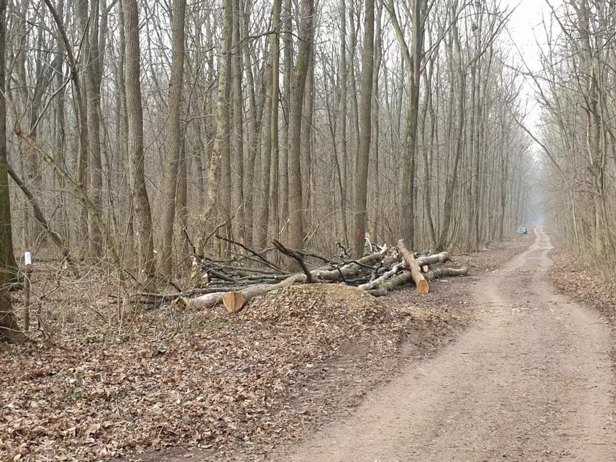 pădurea Băneasa - copaci taiati de Ocolul Silvic Bucuresti