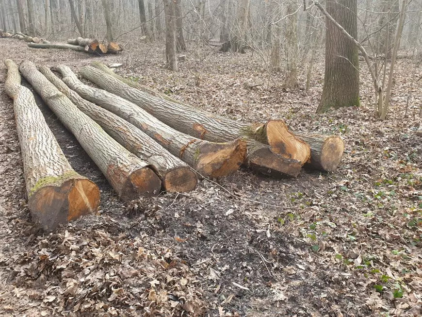 pădurea Băneasa - trunchiuri doborate