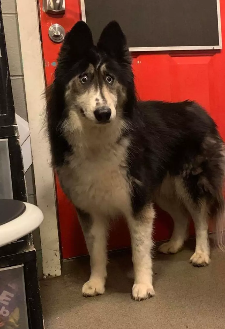 O cățelușă Husky cu o privire unică a fost adoptată după ce imaginea ei a devenit virală