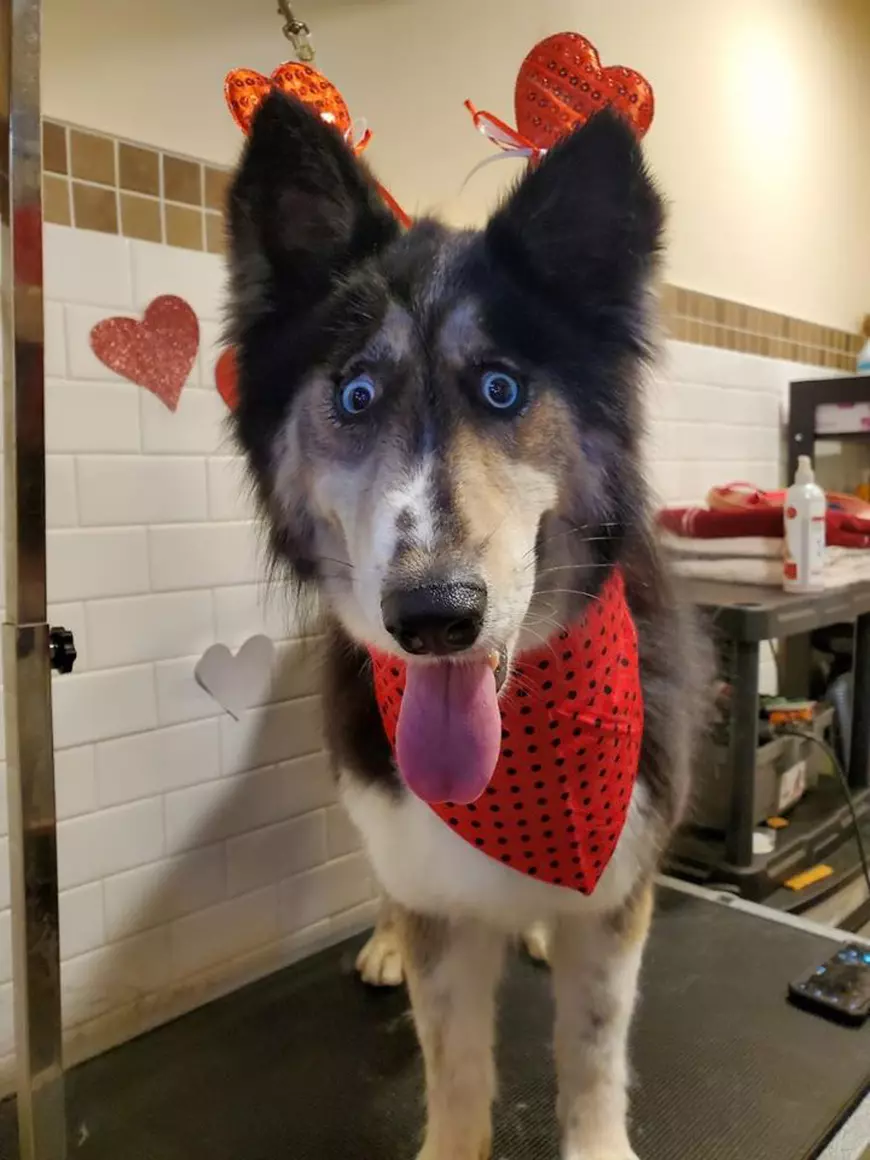 O cățelușă Husky cu o privire unică a fost adoptată după ce imaginea ei a devenit virală