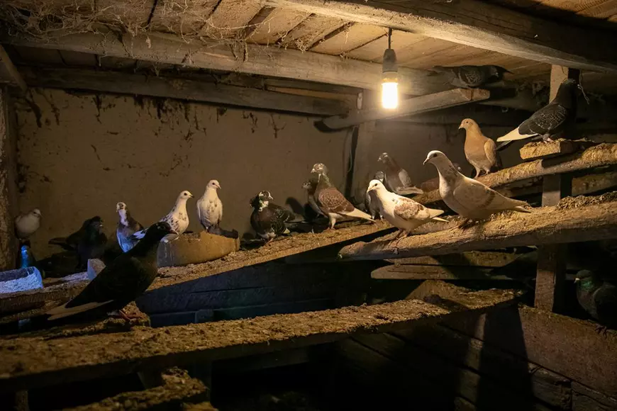 Birdman din Cojasca. Povestea amară a bătrânului renegat de tot satul, care s-a împrietenit cu porumbeii