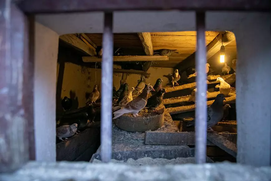 Birdman din Cojasca. Povestea amară a bătrânului renegat de tot satul, care s-a împrietenit cu porumbeii