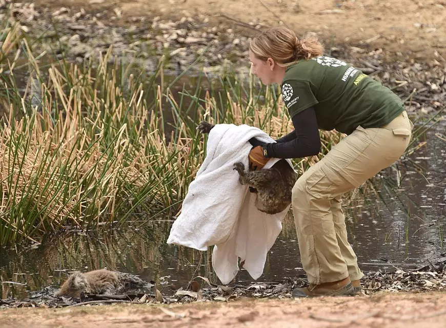 Momentul sfâșietor în care un ursuleț koala își descoperă prietenul mort pe malul unui râu