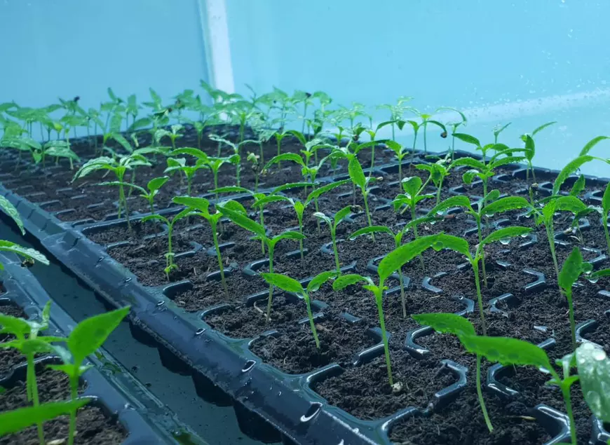 Românul care cultivă un milion de plante in vitro pe an: “Se întorc oamenii de afară. De ce să muncească pe plantația altuia pe o mie de euro, când poate lua 30 de mii pe a lui?”