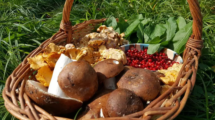 Viața fără supermarket: o româncă și un spaniol emigrat în România îi învață pe oameni ce plante sălbatice să culeagă ca să se hrănească: „Pădurea e casa noastră, nu orașul”