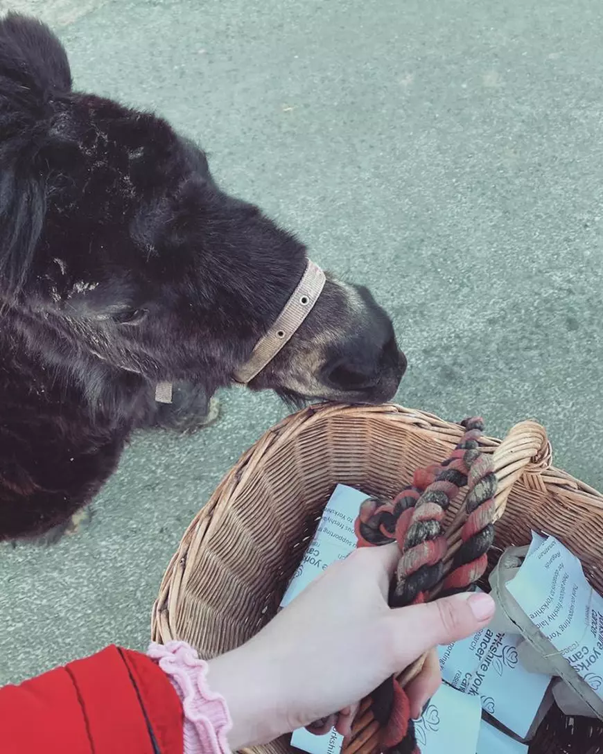 Vârstnicii izolați din Leyburn, Marea Britanie, primesc ouă proaspete cu un curier special: un ponei pitic pe nume Little Alf