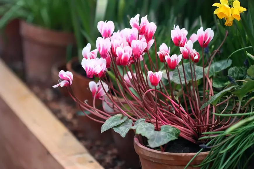Cyclamen