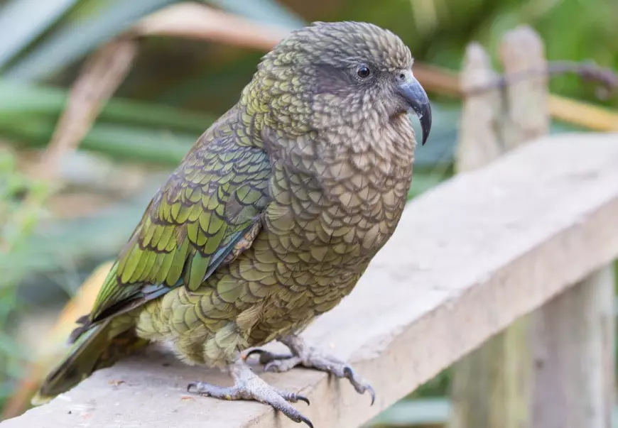 Animalelor de la Zoo le lipsesc oamenii! Rămase fără companie, girafele, gorilele și suricatele suferă de singurătate și sunt triste