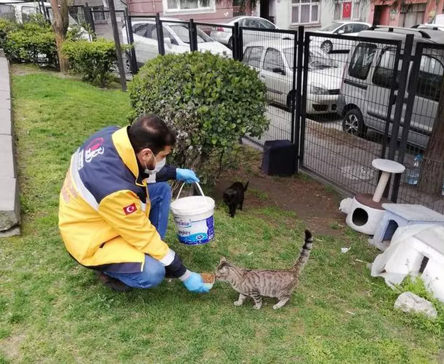 Animalele fără stăpân din Turcia, hrănite de autorități pe perioada pandemiei. Ordin de la ministrul de Interne
