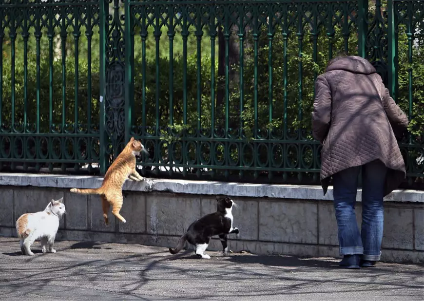 Pisicile doamnei Viorica. O pensionară din București folosește cele două ore de “libertate” ca să hrănească animalele străzii