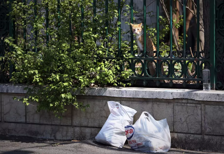 Pisicile doamnei Viorica. O pensionară din București folosește cele două ore de “libertate” ca să hrănească animalele străzii