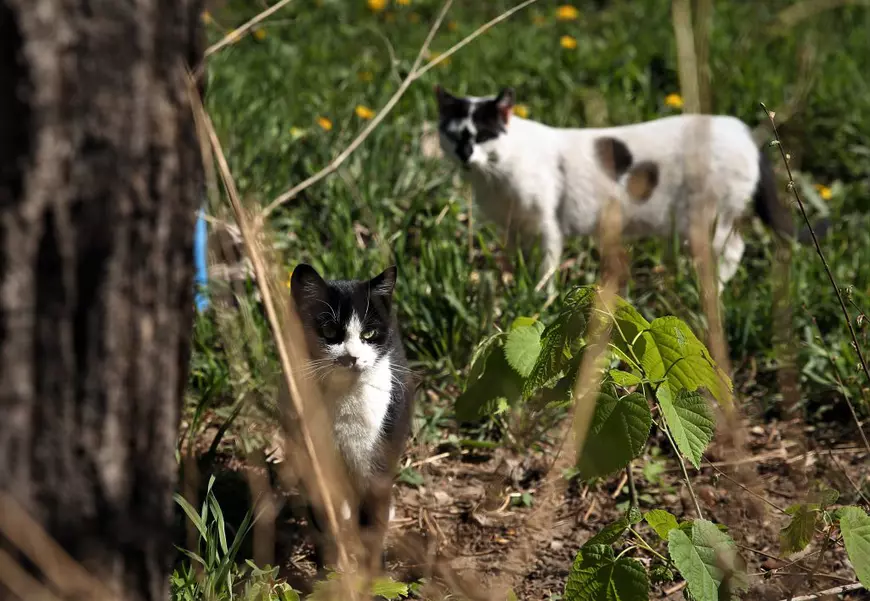 Pisicile doamnei Viorica. O pensionară din București folosește cele două ore de “libertate” ca să hrănească animalele străzii
