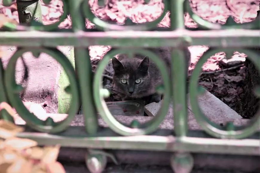 Pisicile doamnei Viorica. O pensionară din București folosește cele două ore de “libertate” ca să hrănească animalele străzii