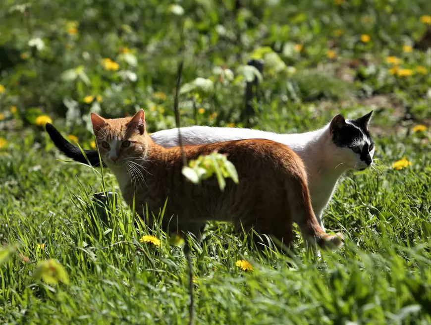 Pisicile doamnei Viorica. O pensionară din București folosește cele două ore de “libertate” ca să hrănească animalele străzii