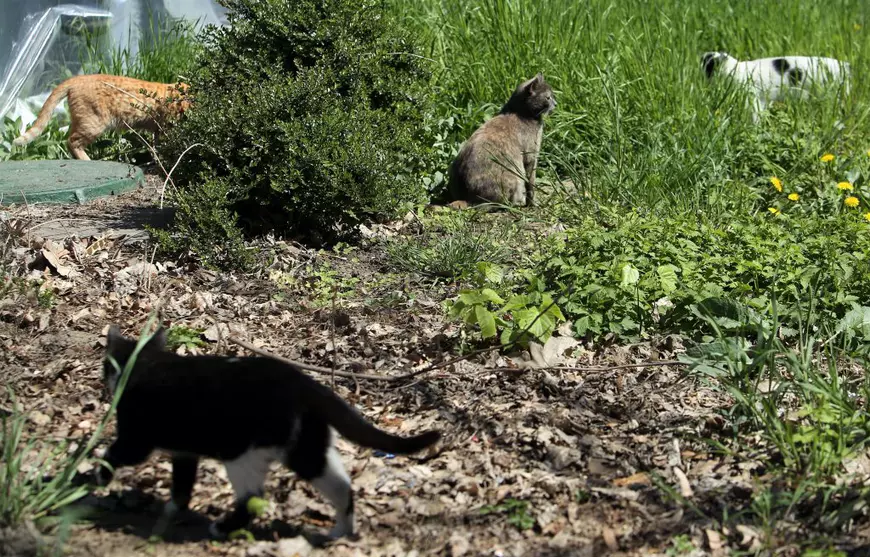 Pisicile doamnei Viorica. O pensionară din București folosește cele două ore de “libertate” ca să hrănească animalele străzii