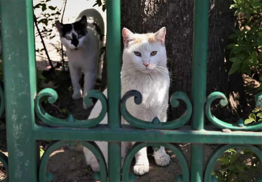Pisicile doamnei Viorica. O pensionară din București folosește cele două ore de “libertate” ca să hrănească animalele străzii