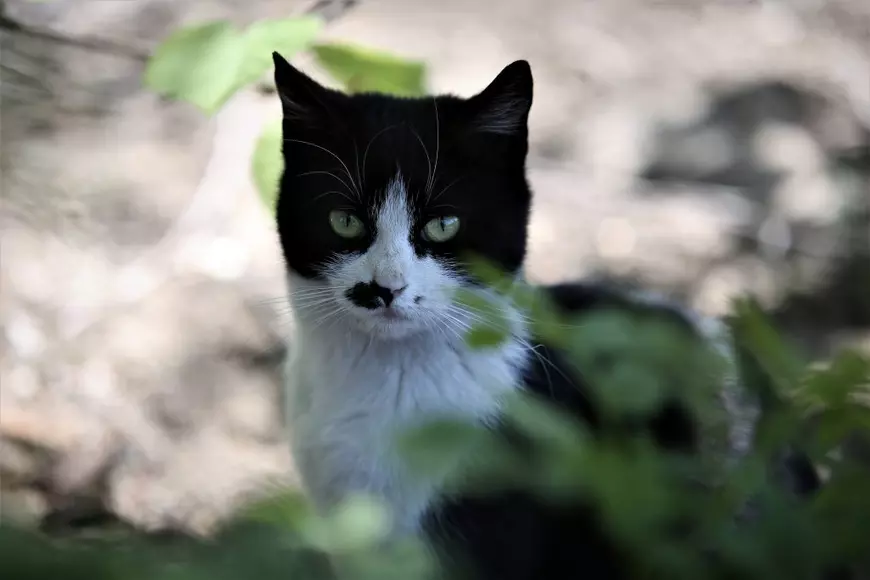Pisicile doamnei Viorica. O pensionară din București folosește cele două ore de “libertate” ca să hrănească animalele străzii