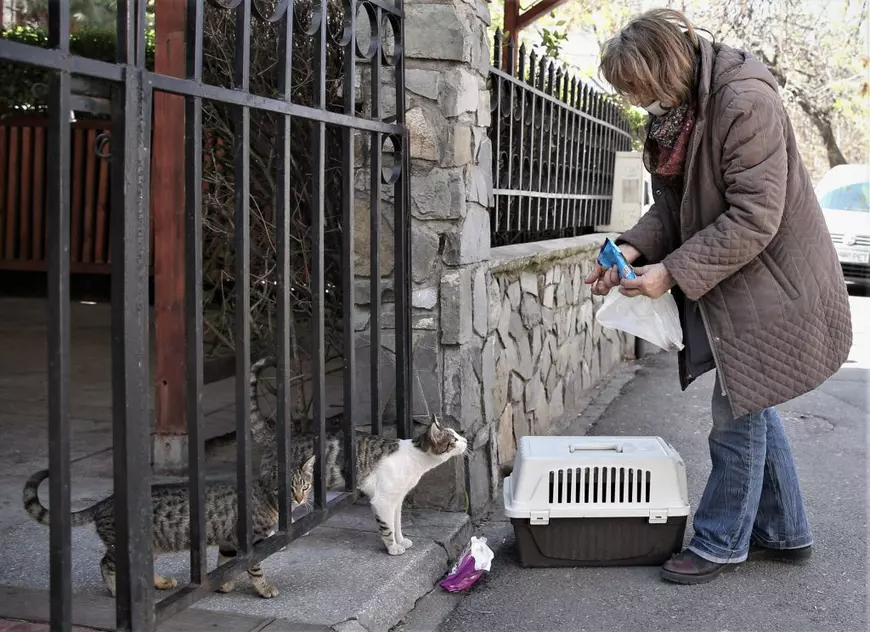 Pisicile doamnei Viorica. O pensionară din București folosește cele două ore de “libertate” ca să hrănească animalele străzii