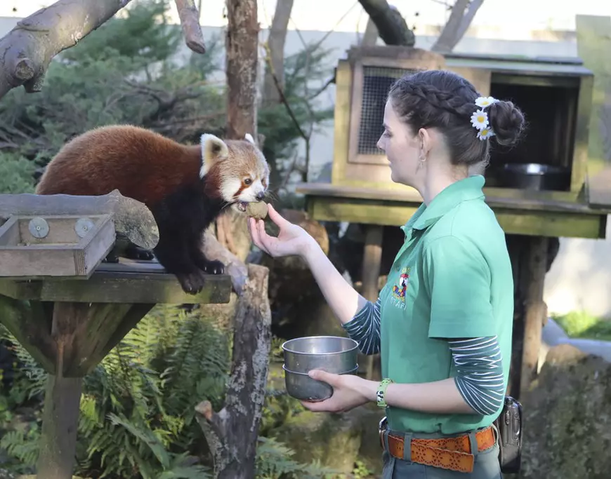 Îngrijitorii de animale din Marea Britanie s-au autoizolat în grădinile zoologice în care lucrează ca să poată avea grijă de animale