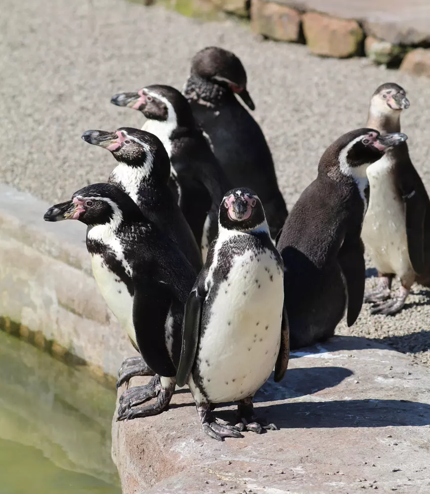 Îngrijitorii de animale din Marea Britanie s-au autoizolat în grădinile zoologice în care lucrează ca să poată avea grijă de animale
