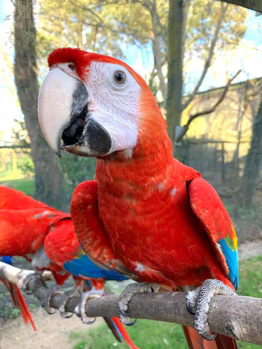 Îngrijitorii de animale din Marea Britanie s-au autoizolat în grădinile zoologice în care lucrează ca să poată avea grijă de animale