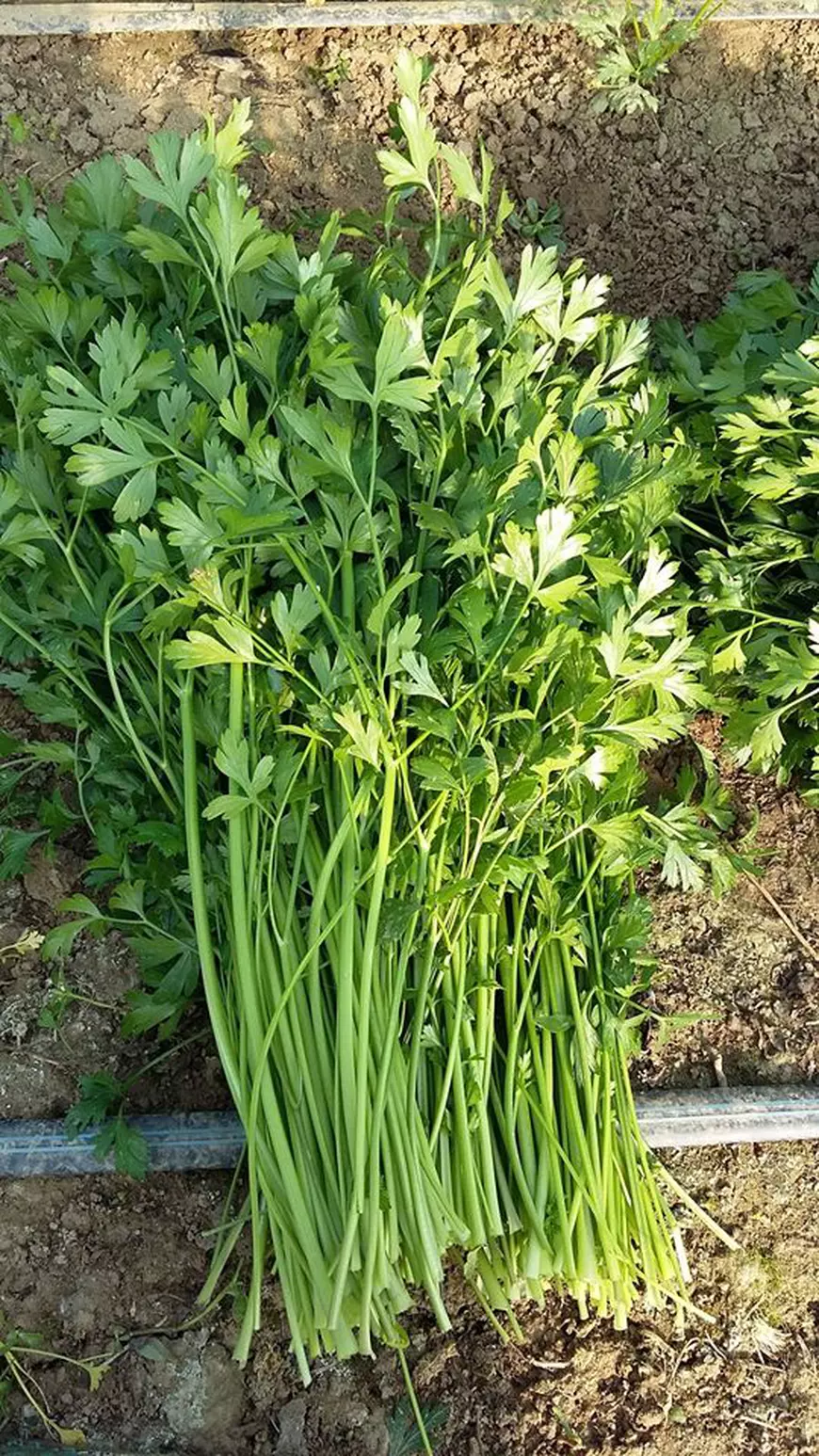 APRO MOBIL! Un producător din Adunații-Copăceni încearcă să-și salveze recolta și să-i ajute și pe cei izolați. Și alți agricultori s-au asociat și le duc oamenilor produse acasă