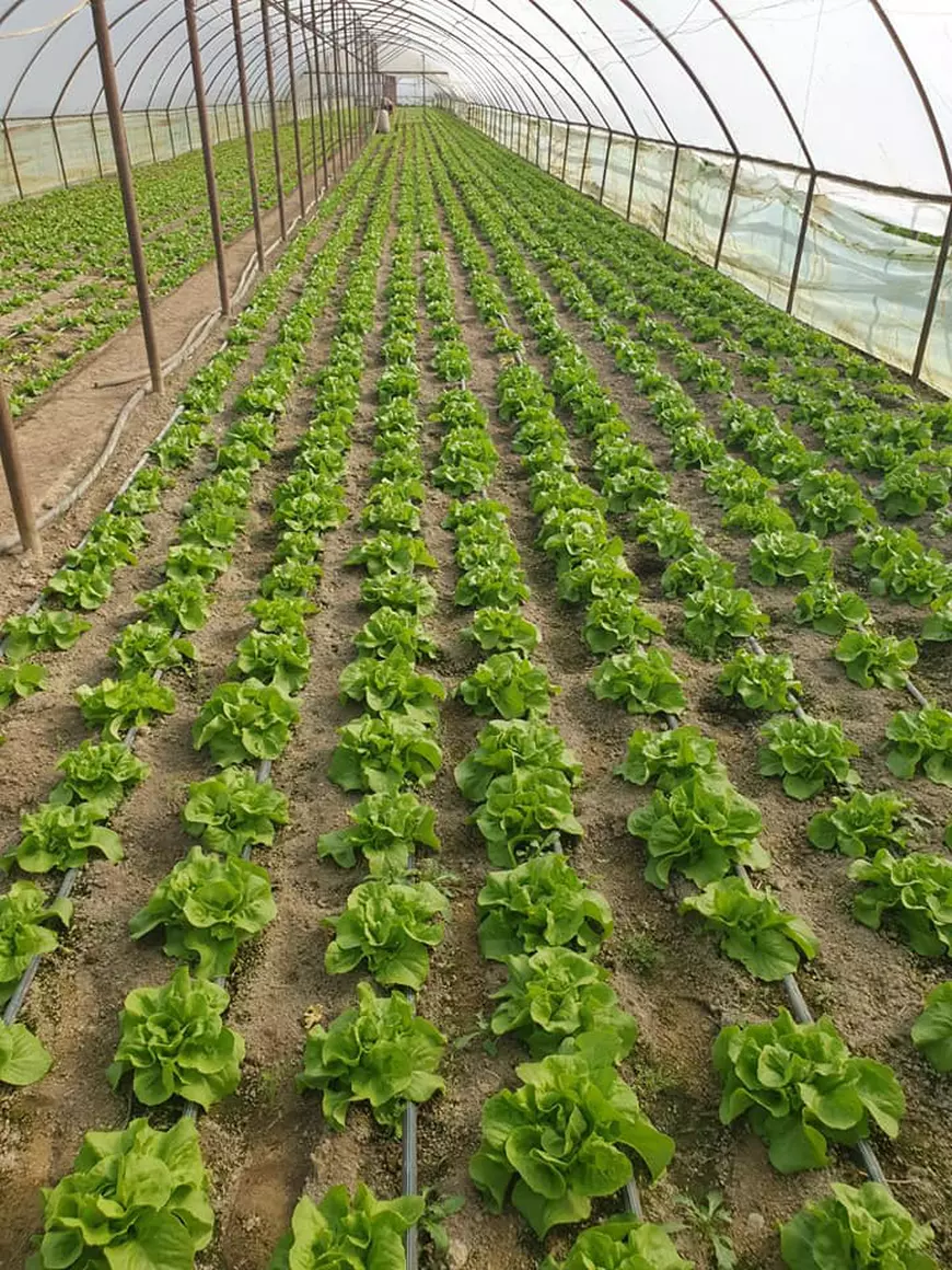 APRO MOBIL! Un producător din Adunații-Copăceni încearcă să-și salveze recolta și să-i ajute și pe cei izolați. Și alți agricultori s-au asociat și le duc oamenilor produse acasă