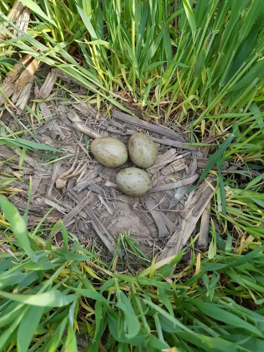 Grupul Milvus: După mai multe decenii, avem, în sfârşit, dovada faptului că dropia cuibăreşte în România