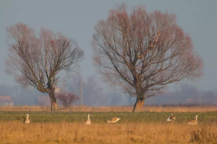 Grupul Milvus: După mai multe decenii, avem, în sfârşit, dovada faptului că dropia cuibăreşte în România