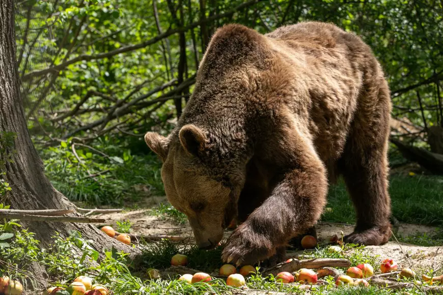 Urs în sanctuarul Libearty din Zărnești. Foto: Vlad Chirea / Libertatea