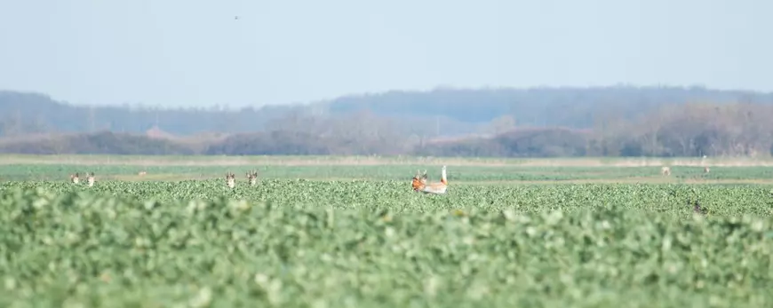 Grupul Milvus: După mai multe decenii, avem, în sfârşit, dovada faptului că dropia cuibăreşte în România