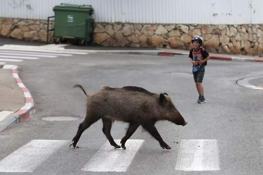 Planeta se reface | Animalele apar în orașe. Imagini cu delfini în apele Bosforului, lei de mare în Argentina și mistreți în Haifa