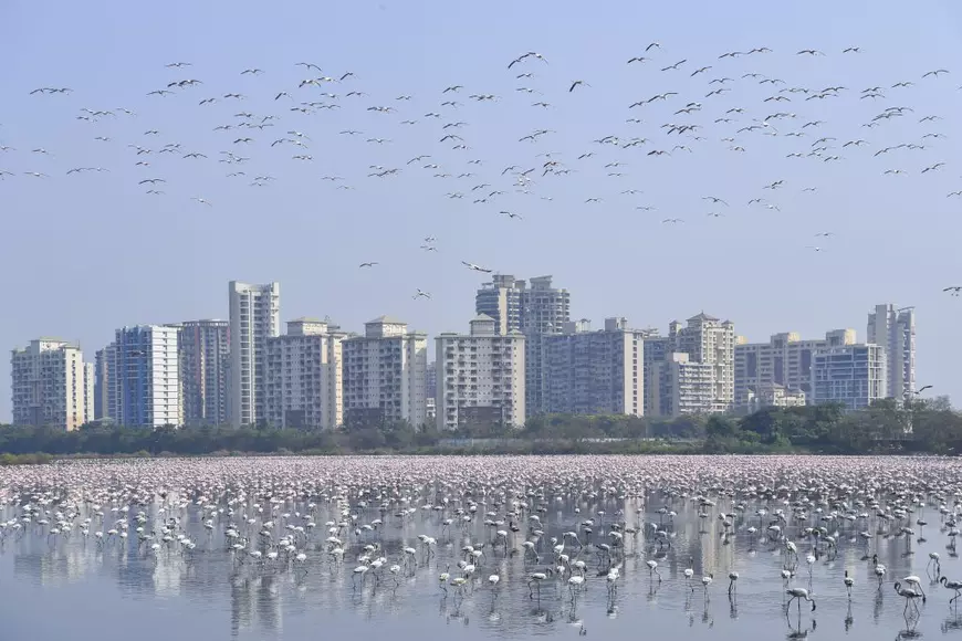 Păsările Flamingo au „invadat” orașul Mumbai, aflat în carantină