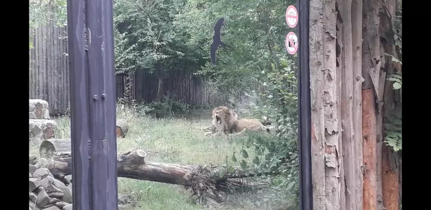 Grădina Zoologică din Băneasa și-a revenit rapid din criză: 3.000 de vizitatori în primul weekend de după “urgență”