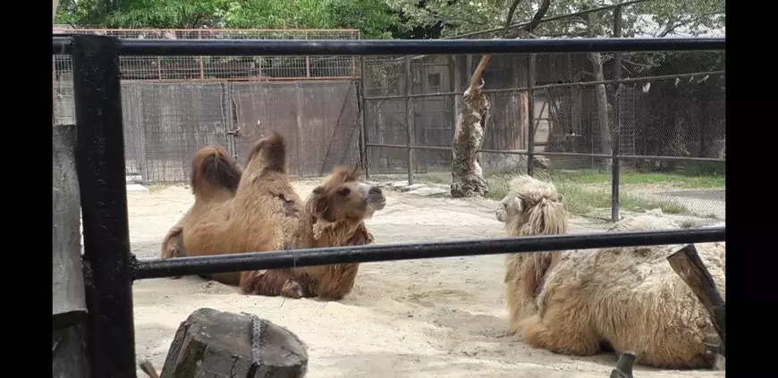 Grădina Zoologică din Băneasa și-a revenit rapid din criză: 3.000 de vizitatori în primul weekend de după “urgență”