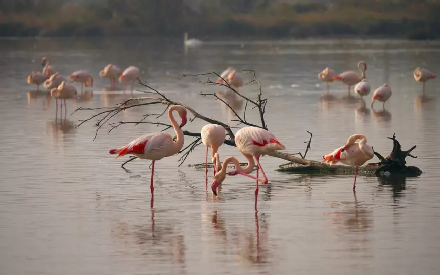 VIDEO/Apariție exotică în Delta Dunării. Păsări flamingo roz au poposit în România pentru odihnă și hrană