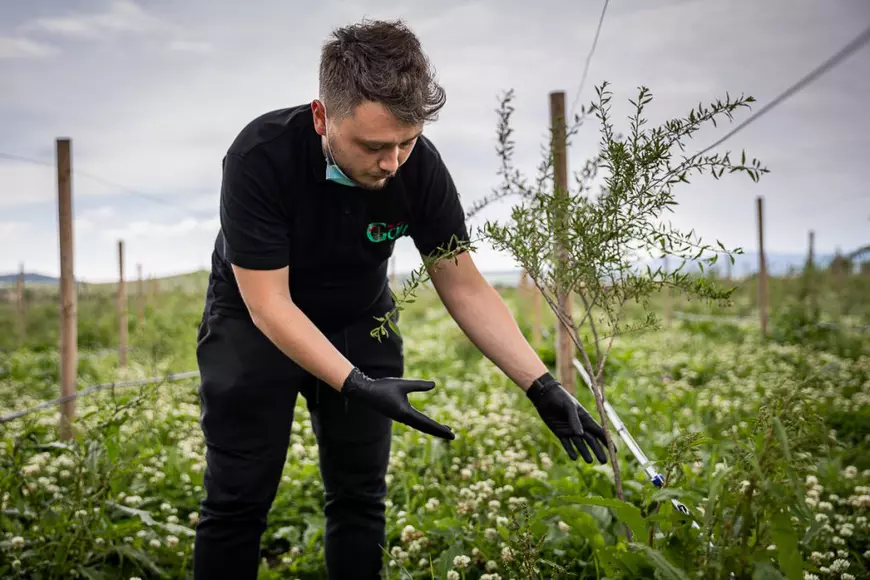 Ce i-a determinat pe doi tineri să renunțe la avocatură și să se apuce de cultivat goji: “Vin italienii, nemţii şi fac proiecte frumoase în agricultură. Românii de ce nu fac?”