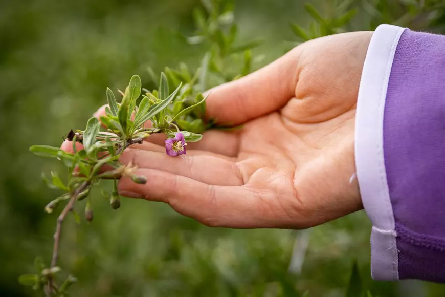 Ce i-a determinat pe doi tineri să renunțe la avocatură și să se apuce de cultivat goji: “Vin italienii, nemţii şi fac proiecte frumoase în agricultură. Românii de ce nu fac?”