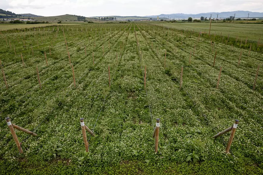 Ce i-a determinat pe doi tineri să renunțe la avocatură și să se apuce de cultivat goji: “Vin italienii, nemţii şi fac proiecte frumoase în agricultură. Românii de ce nu fac?”