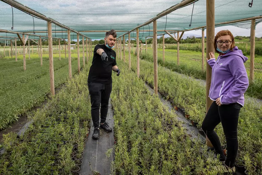 Ce i-a determinat pe doi tineri să renunțe la avocatură și să se apuce de cultivat goji: “Vin italienii, nemţii şi fac proiecte frumoase în agricultură. Românii de ce nu fac?”